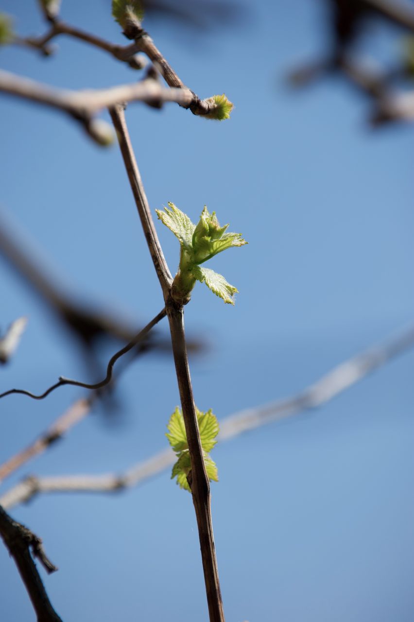 Vignoble Macro 4-Feuilles sorties 0476